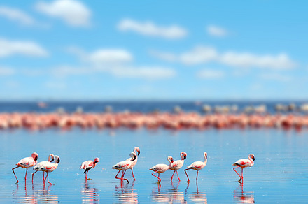 Flamingos stock photo containing flamingo and bird, an Animal Photo by Byrdyak