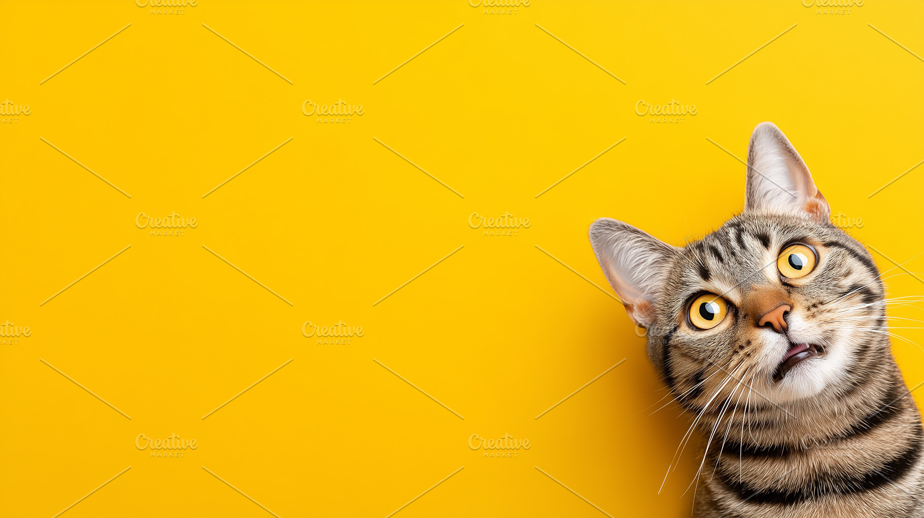 Funny surprised tabby cat with wide, an Animal Photo by MistyDay