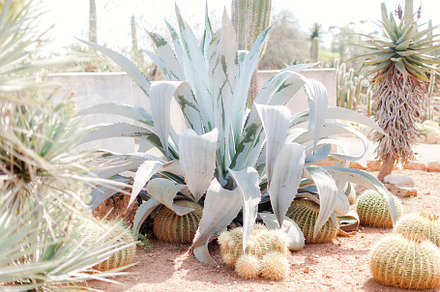 Agave plant featuring agave, agave plant, and plant