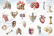 Antique Anatomy Overlays Set 2, a Graphic by designcity5 (Thumbnail 4 of 4)