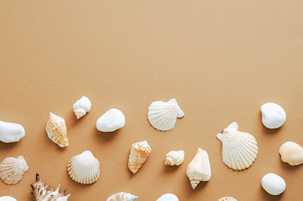 Seashells frame border top view, a Holiday Photo by photoguns