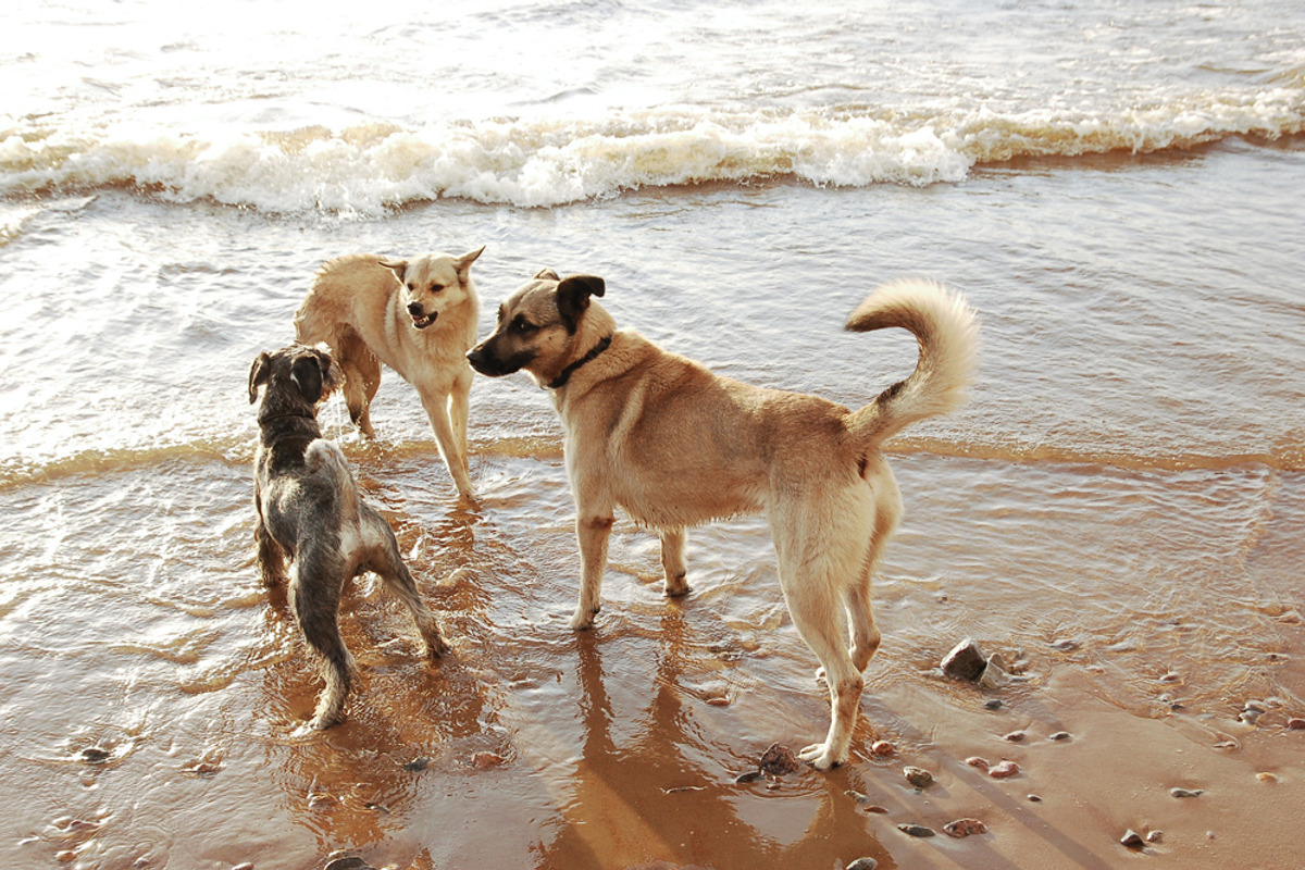 Attack two pet dogs on the third dog preview 5
