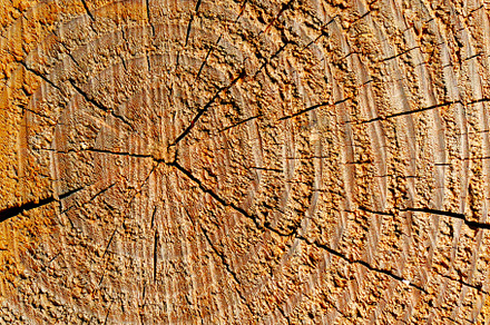 wood texture with growth rings, an Abstract Photo by Serg64