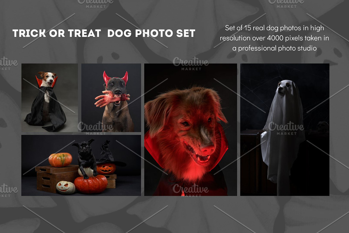 Trick or Treat Halloween Dog Photo, a Holiday Photo by Animalistica (Photo 1 of 4)