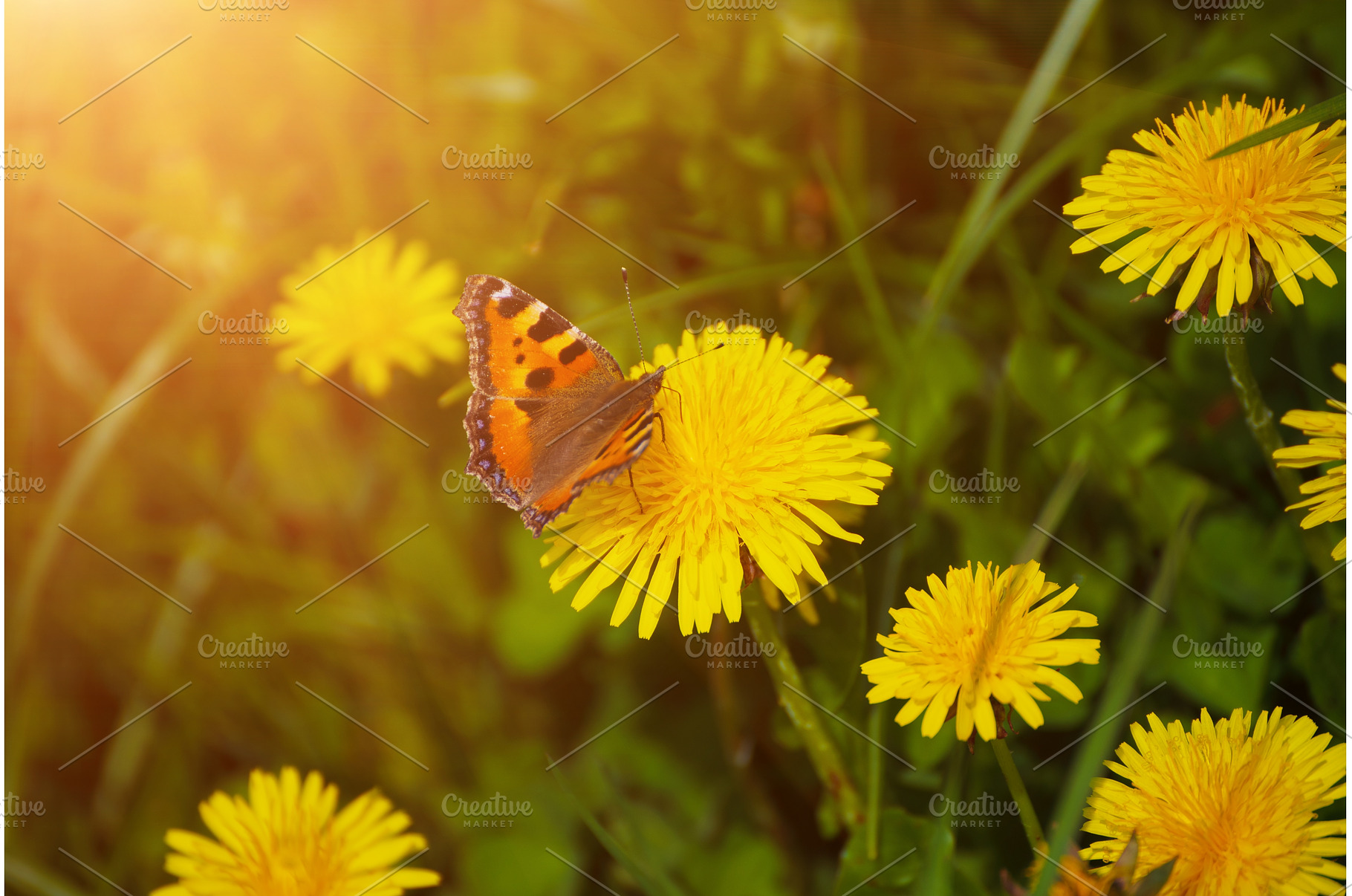 Dandelion flower meadow with, a Nature Photo by Nature and travel