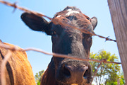 Cow Stock Bundle, an Animal Photo by r.r.palacios (Thumbnail 13 of 14)