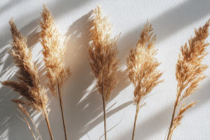 Five dried grass stems arranged, a Photo by Pavel_design