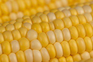 sweet corn for cooking and cooking with juicy yellow grains, side view, a Photo by rsoollAI