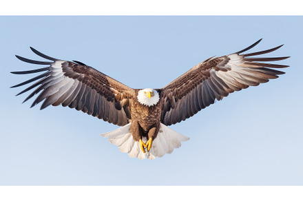 Majestic bald eagle photo realistic, an Animal Photo by Aimagenarium@gmail.com