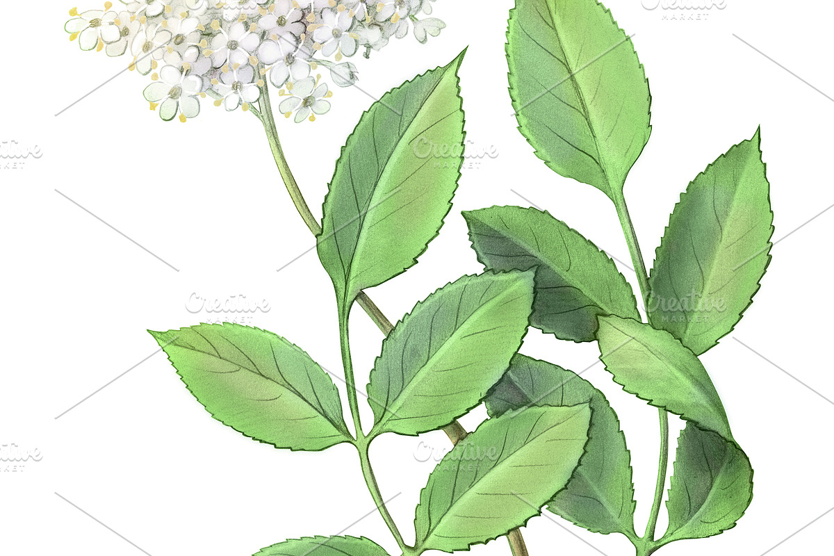 Elder Plant Botanical Illustration, an Illustration by Anna Repp Illustration (Photo 7 of 7)