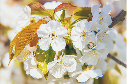 Flowering tree branches in spring, a Nature Photo by yanadjana