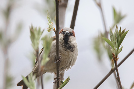closeup of a House sparrow standing, an Animal Photo by AlexBush