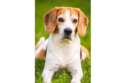 Close up of tri colour Beagle hound, an Animal Photo by MadPhotos