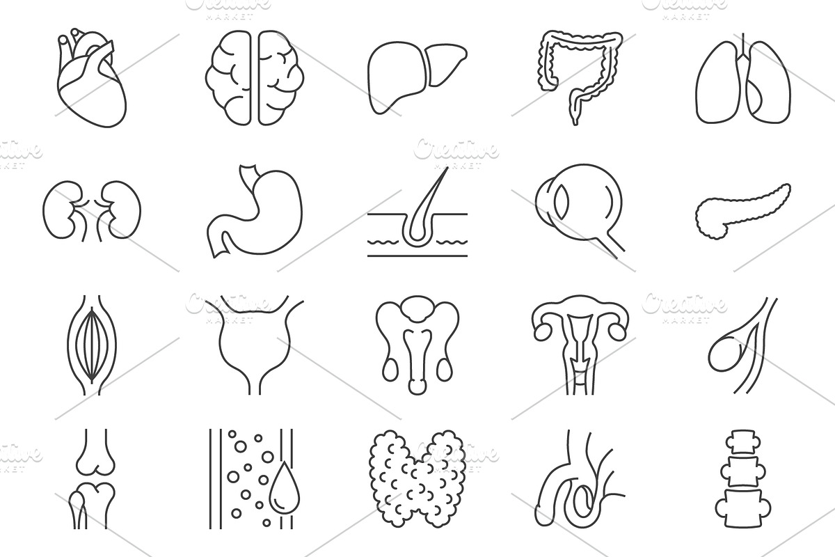 Internal Organs Vector icons Set, an Outline Icon by Oleksii