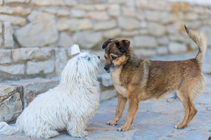 Pets stock photo containing affection and animal