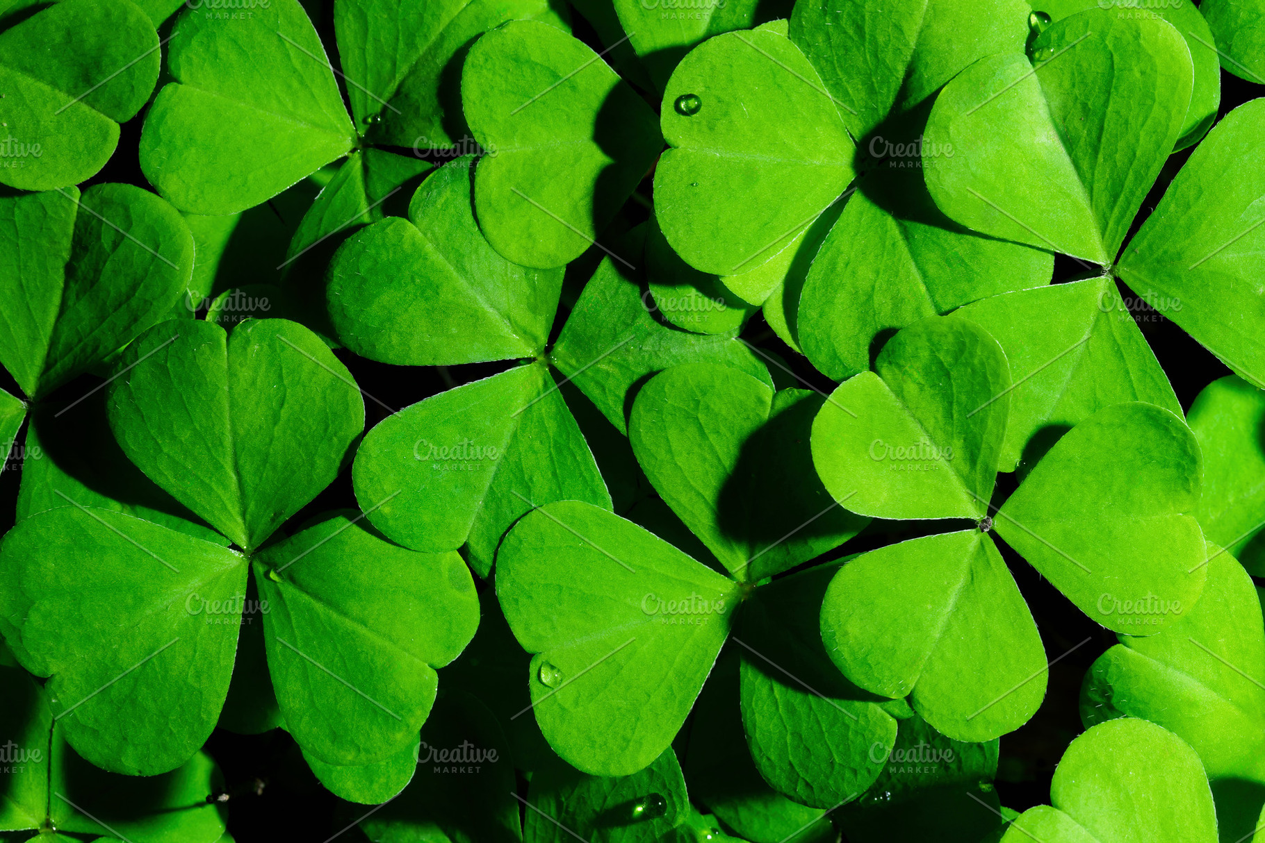 Green clover leaves illuminated by bright sunlight. Fresh shamrock foliage back, a Nature Photo by Eugene_Photo