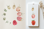 Raspberry Life Cycle Watercolor Set, an Education Illustration by Tati Bordiu (Thumbnail 3 of 4)