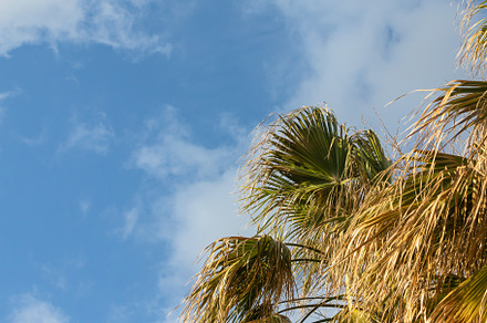 Nature, a Background Photo by Sova