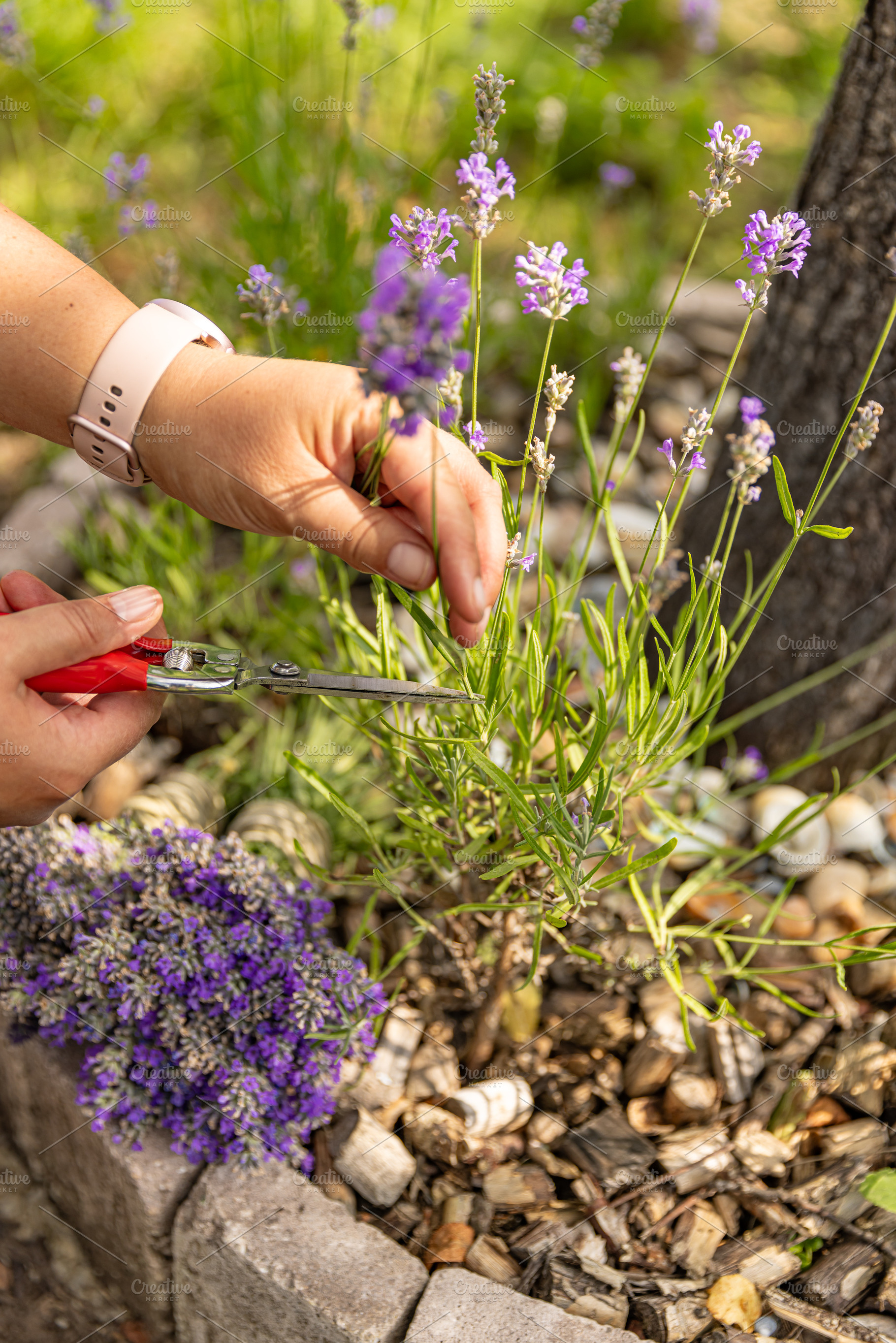 Close up of gardener harvesting lavender flowers, a Photo by Grafvision photography