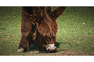 Baudet du Poitou Close-Up of donkey, an Animal Photo by Our Amazing World