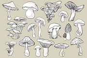 Mushrooms - vector clipart, a Decorative Illustration by Glass Cat Design (Thumbnail 8 of 9)