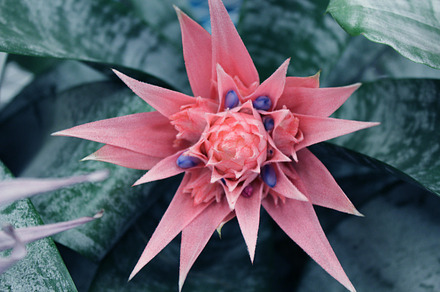 Tropical flower stock picture