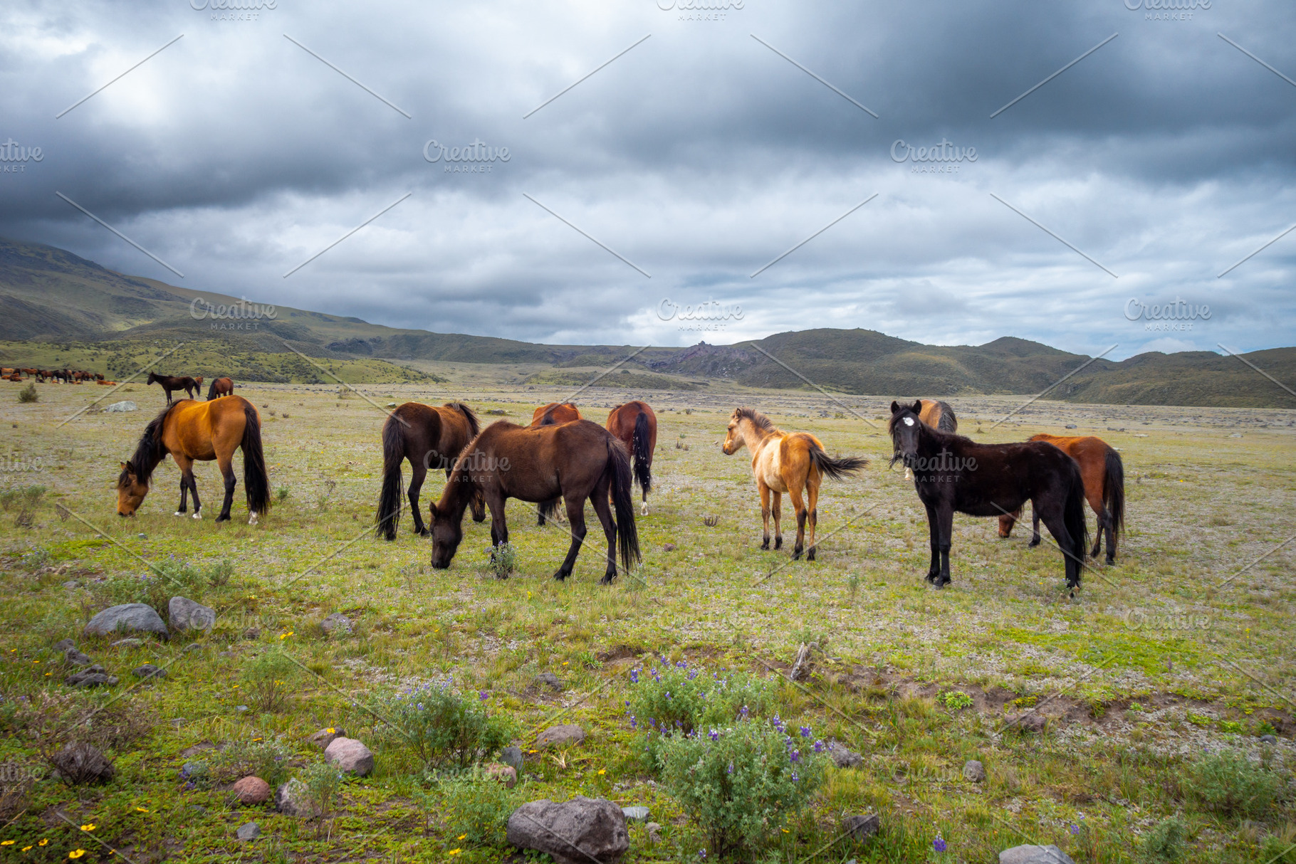 Wild horses grazing on the slopes of Cotopaxi Volcano, Ecuador, an Animal Photo by GoodGoods