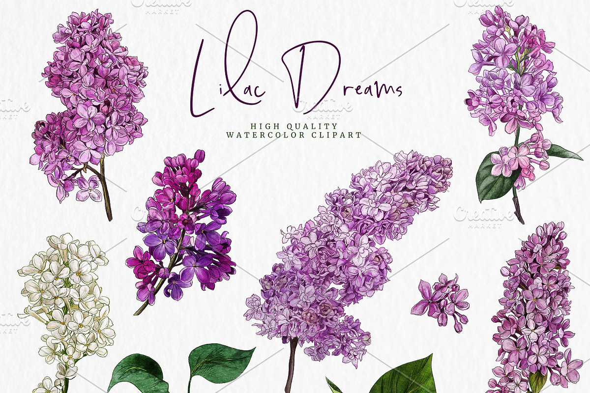 Lilac. Floral watercolor clipart, an Object Graphic by JSolomatina (Photo 2 of 5)