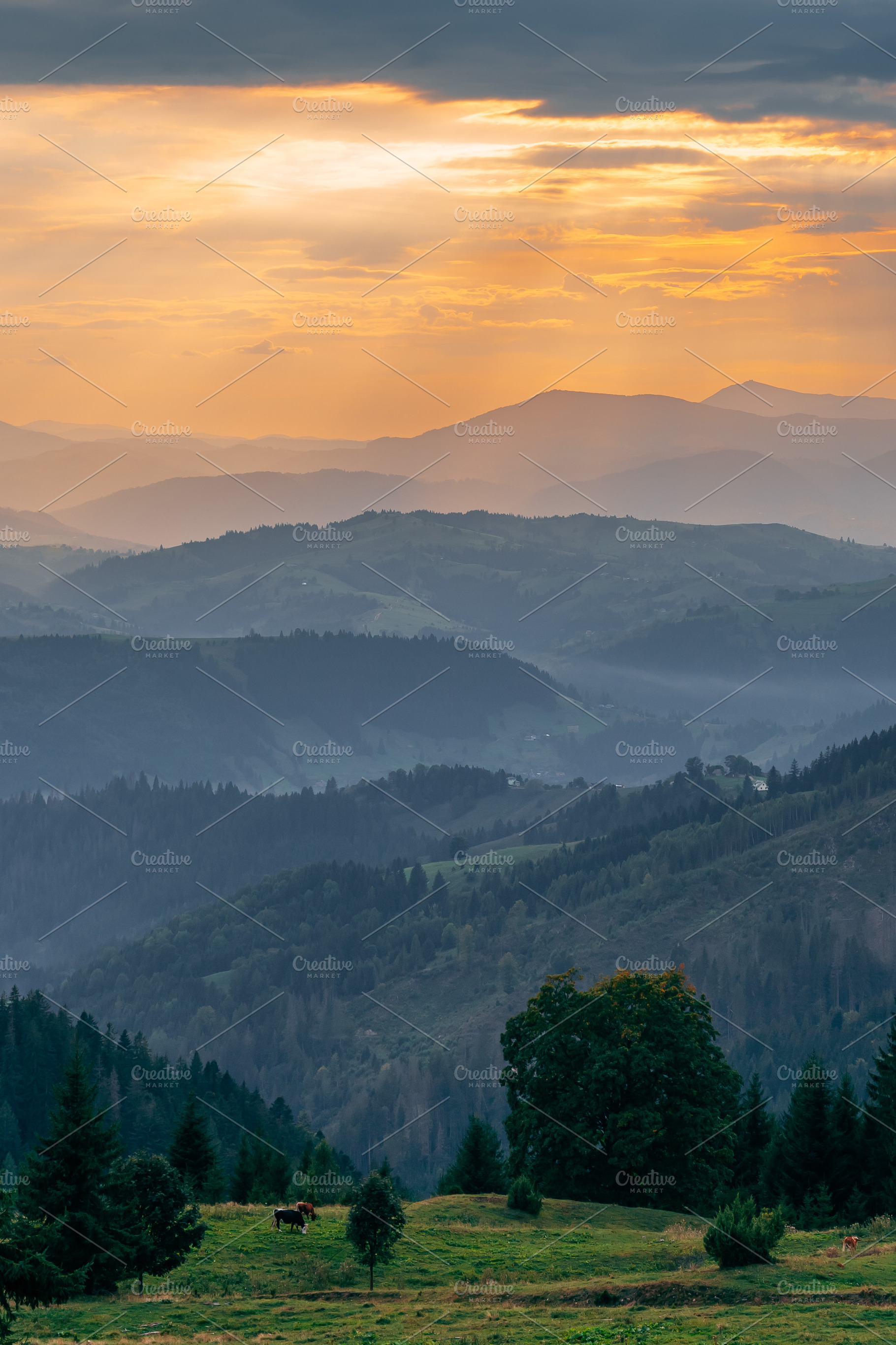 Mountain Landscape at Sunset with Pasture and Forested Hills, a Nature Photo by Red Hot Chili Pepper Shop
