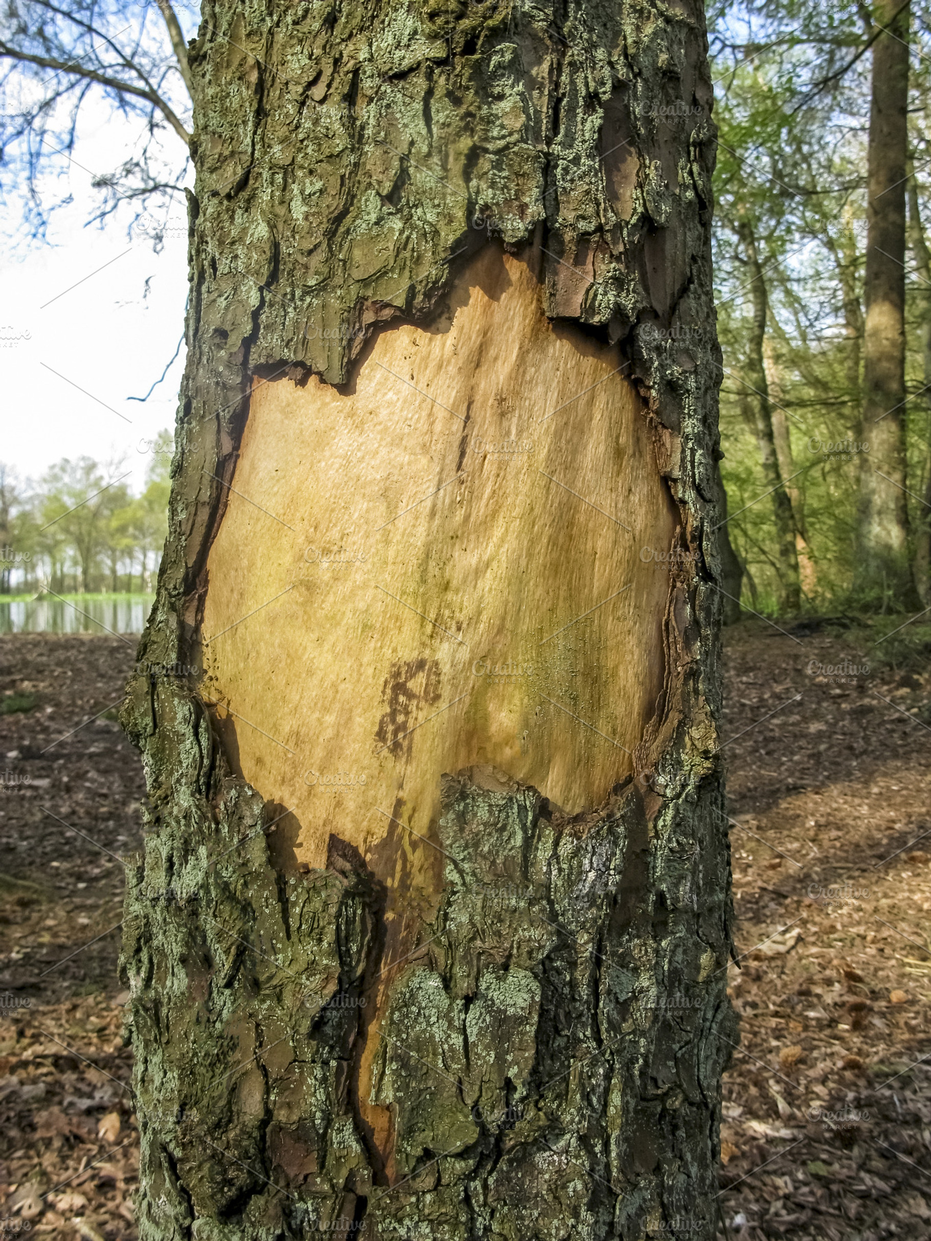 Bark Hole