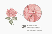 Bouquets roses & hydrangea, an Illustration by Kotkoa (Thumbnail 3 of 8)