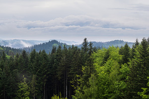 Misty spring morning mountains with forest view (Carpathians, U