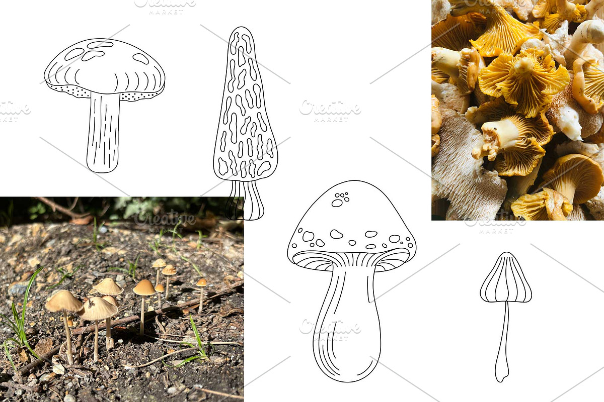 Mushroom Harvest Autumn Doodle Set, a Seasonal Illustration by Contes_de_fée (Photo 5 of 9)