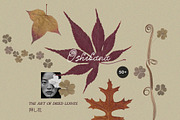 Oshibana Dried & Pressed Fall Leaves, an Object Graphic by Lana Elanor (Thumbnail 12 of 17)