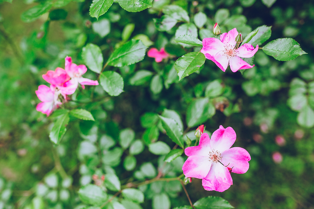 LIGHTROOM PRESETS - travel lifestyle, an Action Add-On by Graphics, Presets, Photos (Photo 37 of 67)