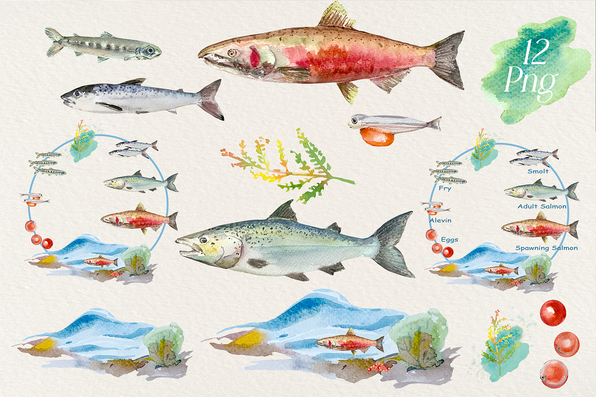 Watercolour Salmon Life Cycle Set, an Education Illustration by Tati Bordiu (Photo 4 of 4)