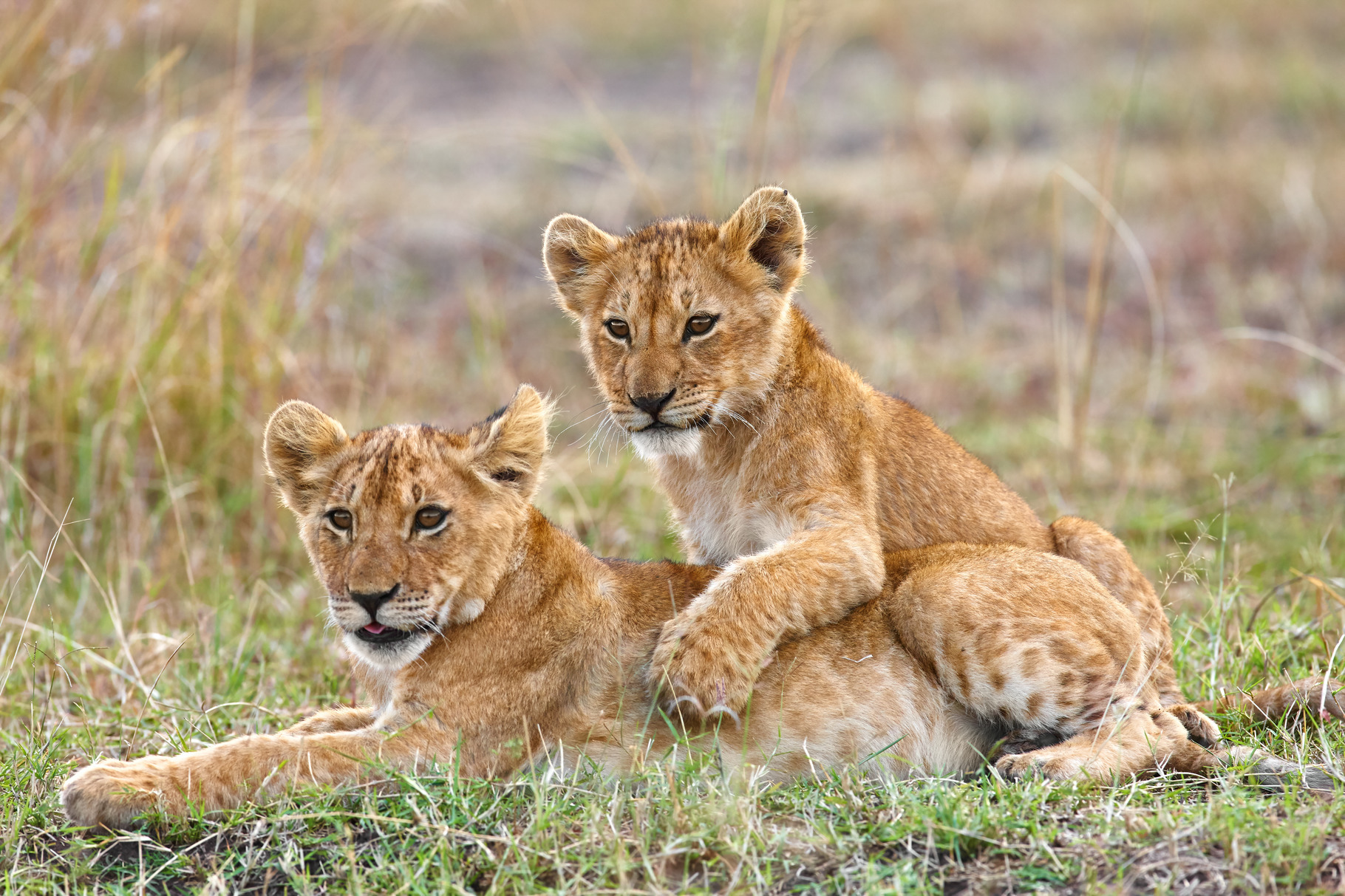 Two playful lion cubs, a Nature Photo by NoFlashStudio