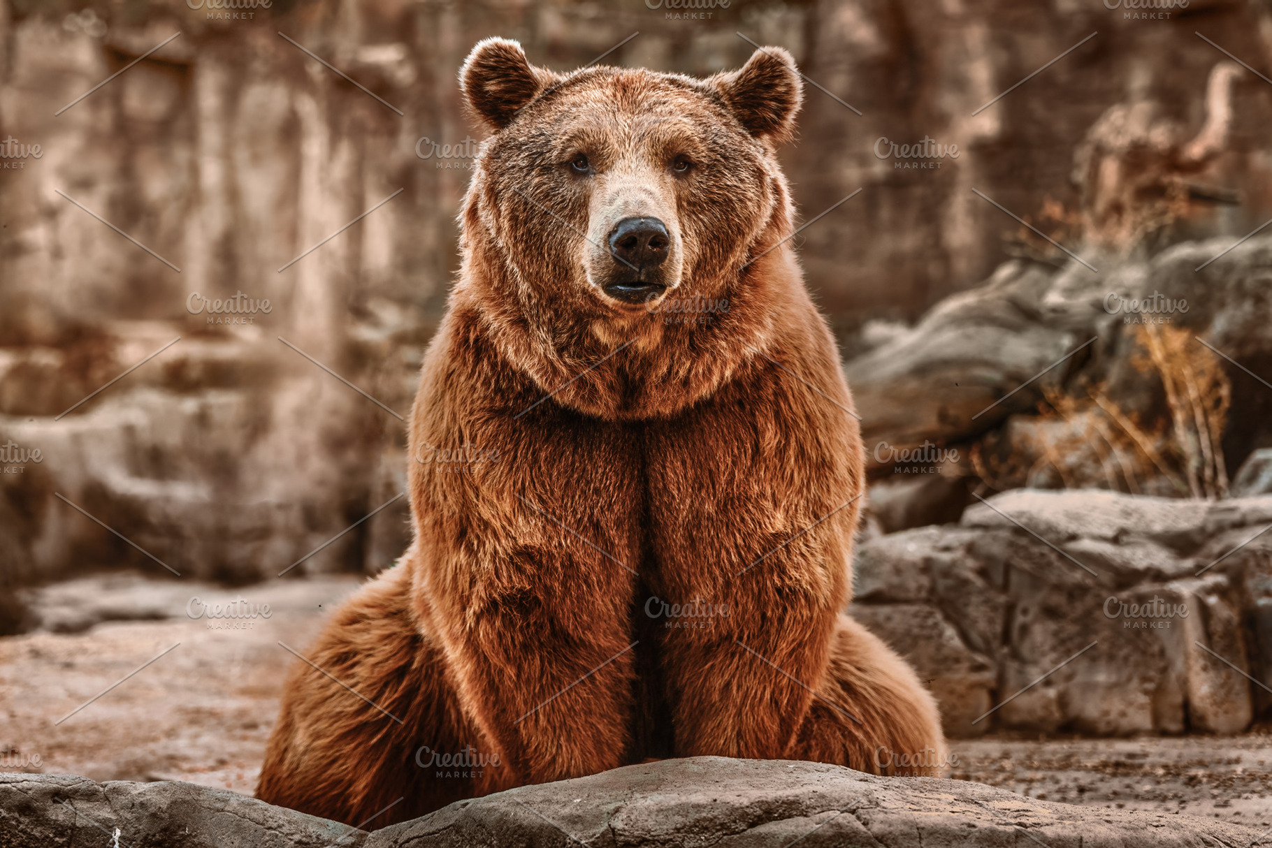 Brown bear sitting in its rocky habi, an Animal Photo by Perpis