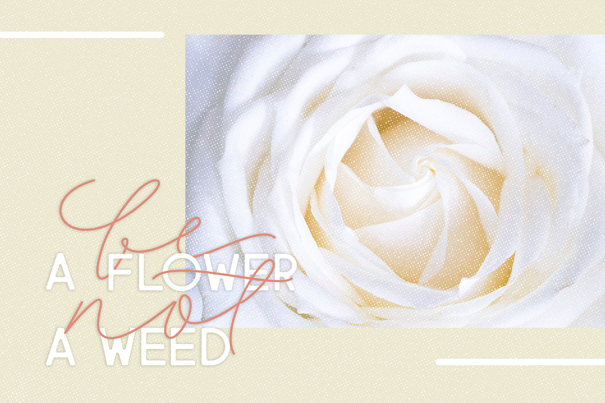 Filia - Script, Sans, & Bold Font preview 3