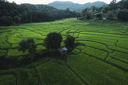 rice fields at dusk in the countryside, a Nature Photo by Art Rachen