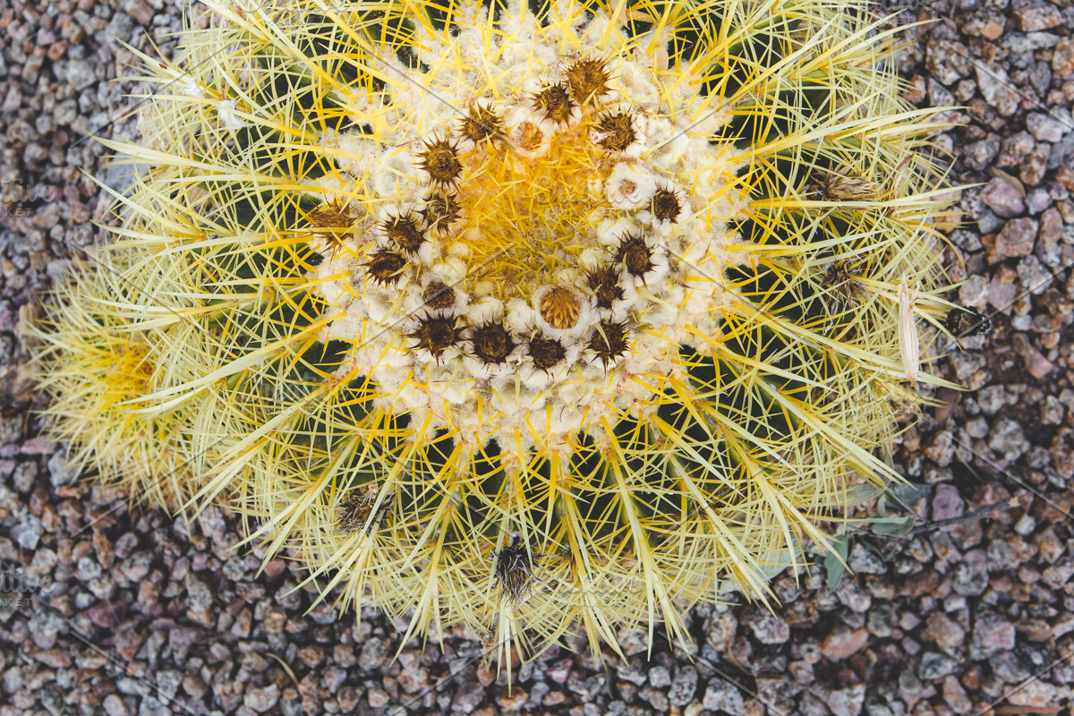 Wild Desert Cacti Bundle, a Nature Photo by HG Photography (Photo 3 of 7)