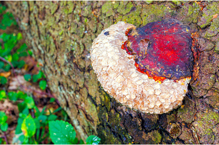 Parasitic fungus - Phellinus, a Nature Photo by Lukas Jonaitis SHOP