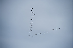 Flock of flying geese in blue sky