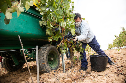 Harvesting works containing worker, cluster, and grape