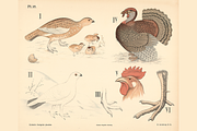 Dybdahl's Zoological Charts, an Animal Illustration by Digital Museum (Thumbnail 9 of 9)