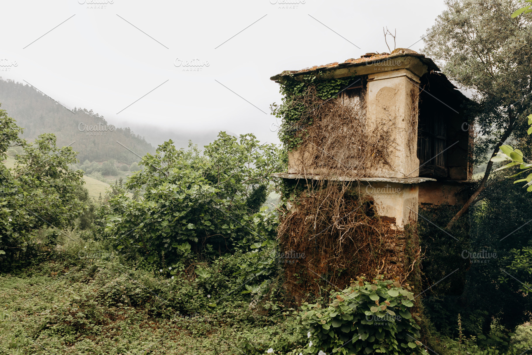 Old Galician granary covered in ivy, an Architecture Photo by Perpis
