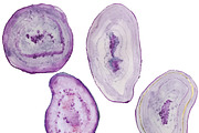 Hand Painted Watercolor Agates, an Illustration by Valeri Nick (Thumbnail 2 of 5)