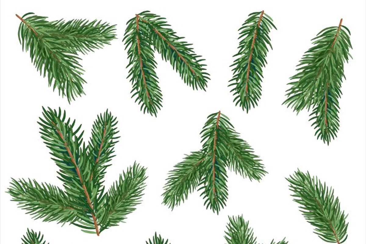 Fir tree branches vector set, a Decorative Illustration by MalinaShop (Photo 3 of 5)