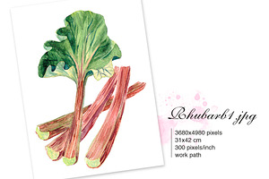 RHUBARB. Set Of 4 Watercolors.