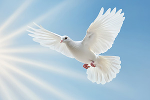 White dove flying in sky with sun rays, an Animal Photo by AlyaAnd
